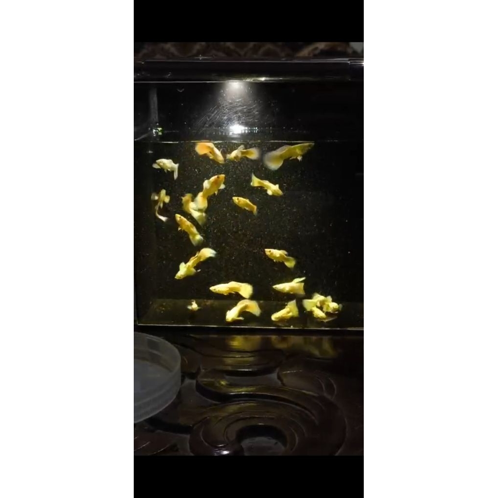 IKAN GUPPY JENIS FULL GOLD SEPASANG, MUDAH DIBUDIDAYAKAN