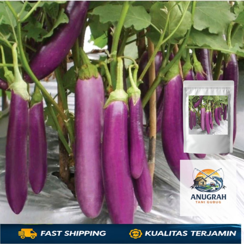 Terlaris 35++ Benih Terong Ungu Buah Panjang Besar Lebat Unggulan - Benih Terong Mudah Tumbuh