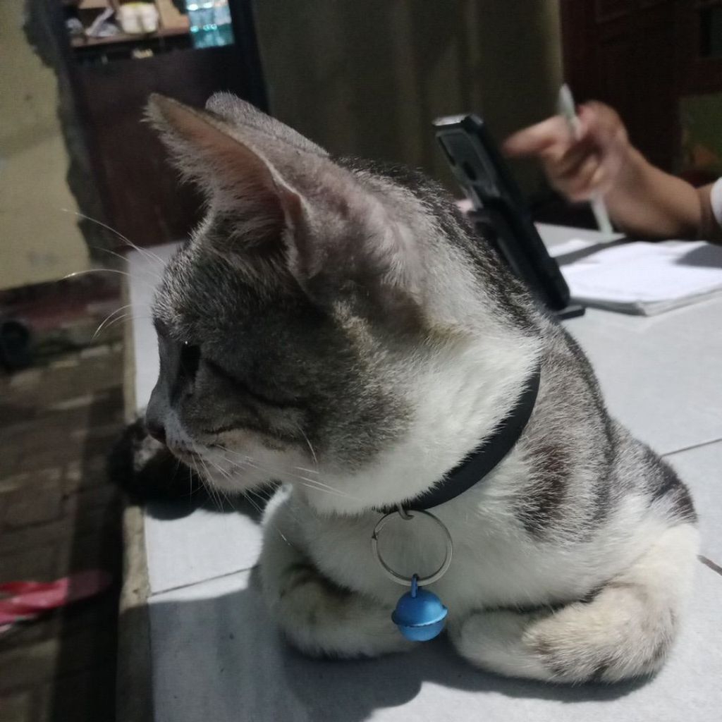 American Shorthair