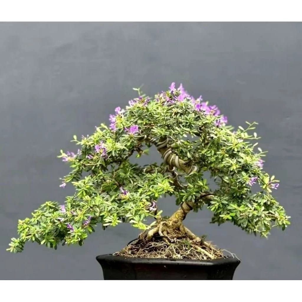 Bahan Bonsai Saeng Simbur Mikro Vietnam Bunga Ungu, Bonus Kawat