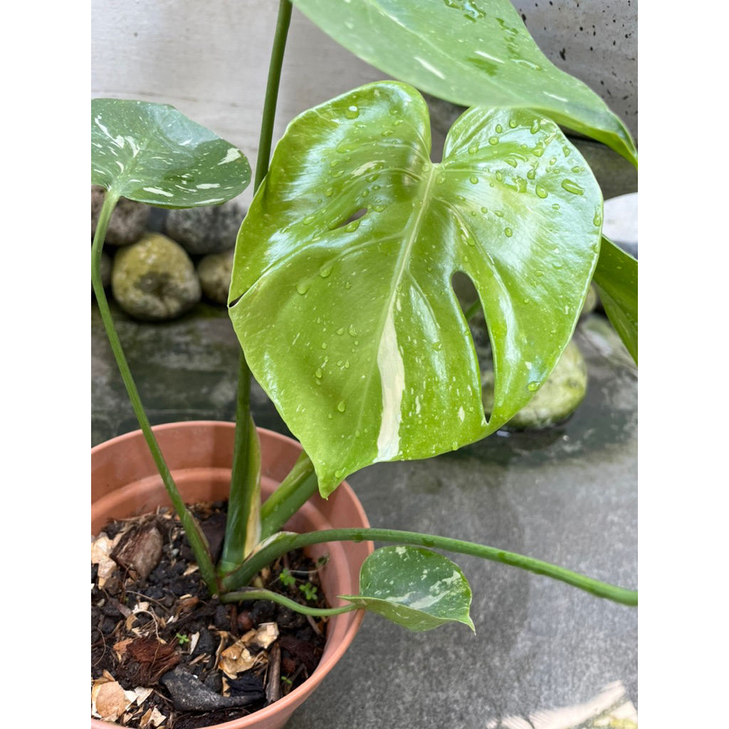 Monthai Monstera thai constellation small