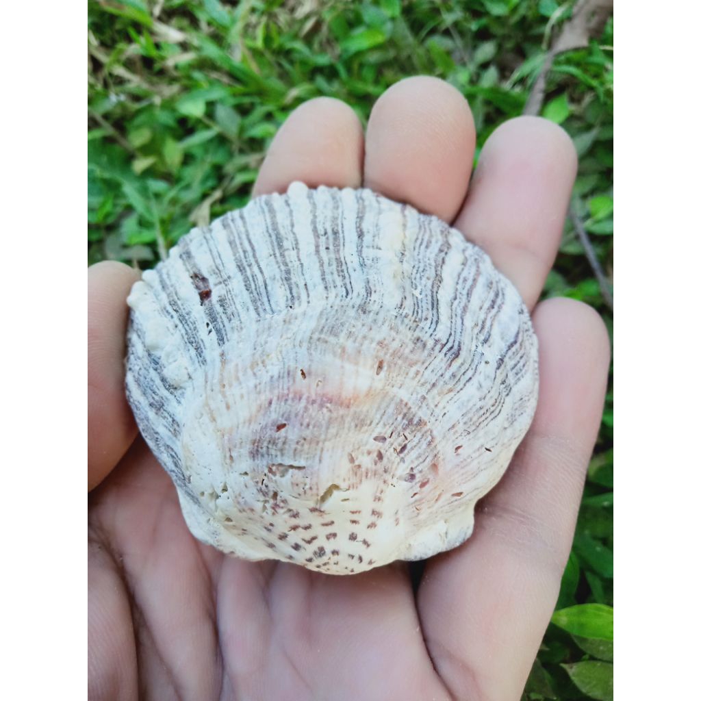 cangkang kerang batik jawa