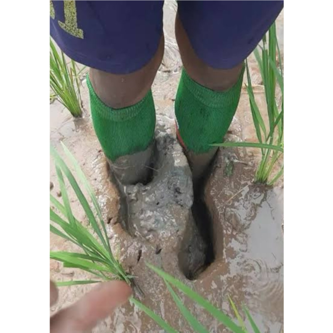 kaos kaki anti keong, kaos kaki sawah