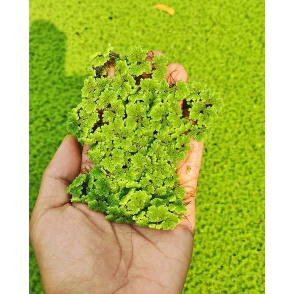 AZOLLA 100 gram pakan alternatif untuk ikan dan ternak azolla microphylla pakan alternatif untuk ika