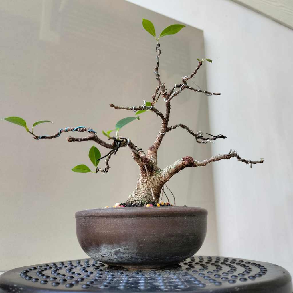 Bonsai Kimeng - Pot Bundar 3 - Siap Pajang