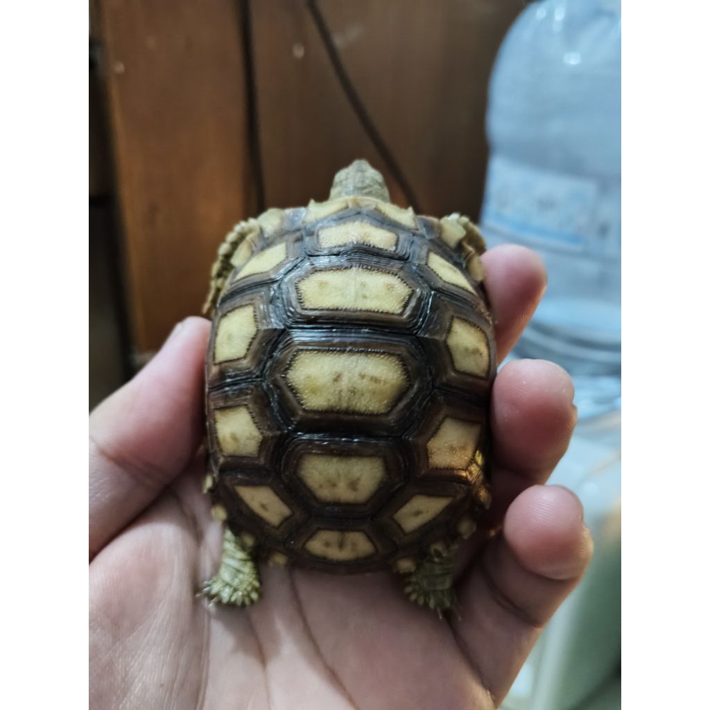 Kura sulcata 7-8 cm