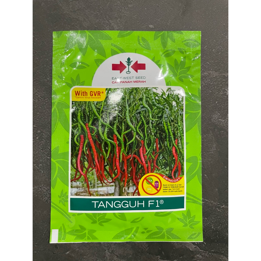 BENIH CABAI KERITING " TANGGUH F1 "