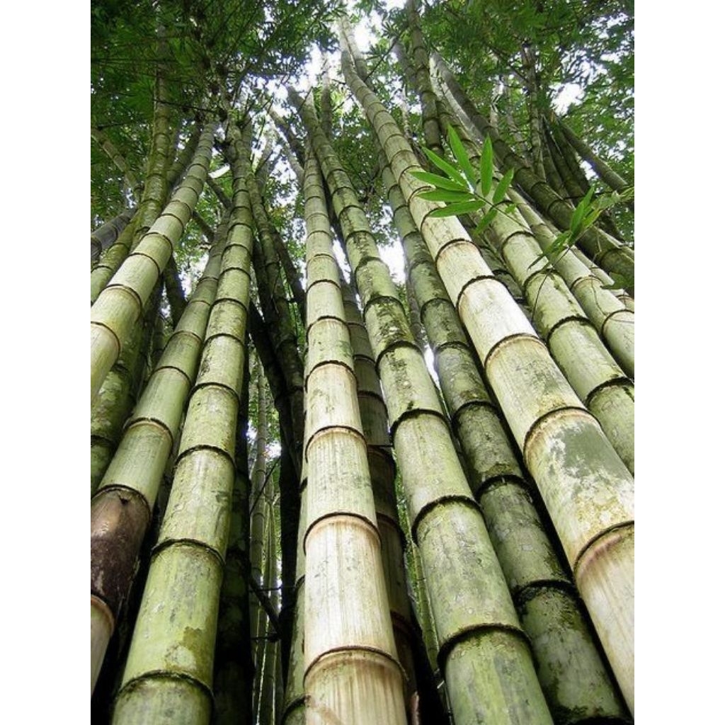 BAMBU PETUNG TEBAL UTUH PANJANG 200cm
