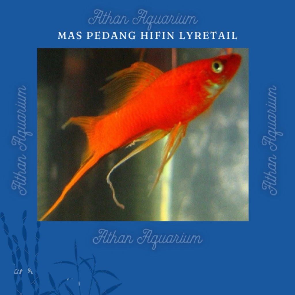 Ikan Mas pedang/platy swordtail highfin lyretail size besar ukuran 5-6cm