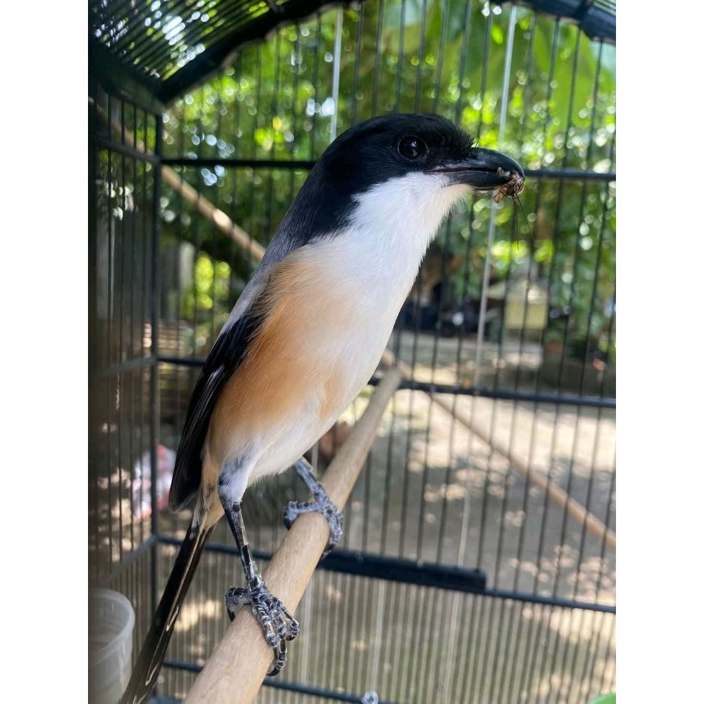 (Pengiriman Instan) Burung Cendet Jantan Sembur Super
