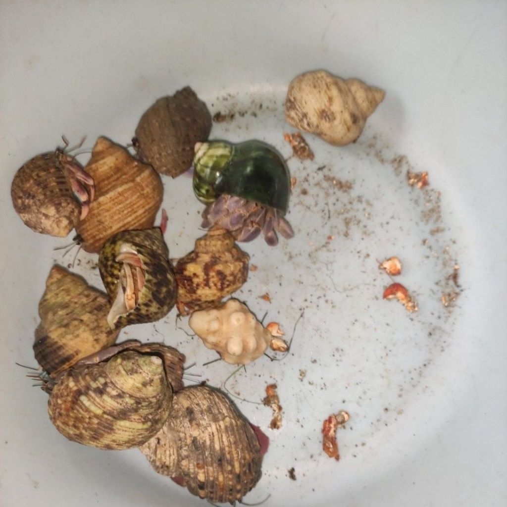 RUGOSUS CANTIK