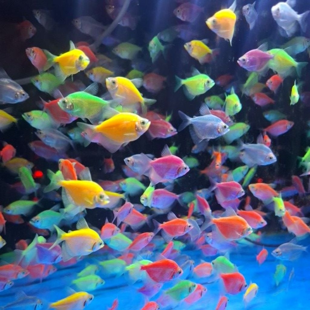 Ikan Glowfish Tetra Warna-Warni dengan Warna Menyala, Ideal untuk Akuarium Komunitas