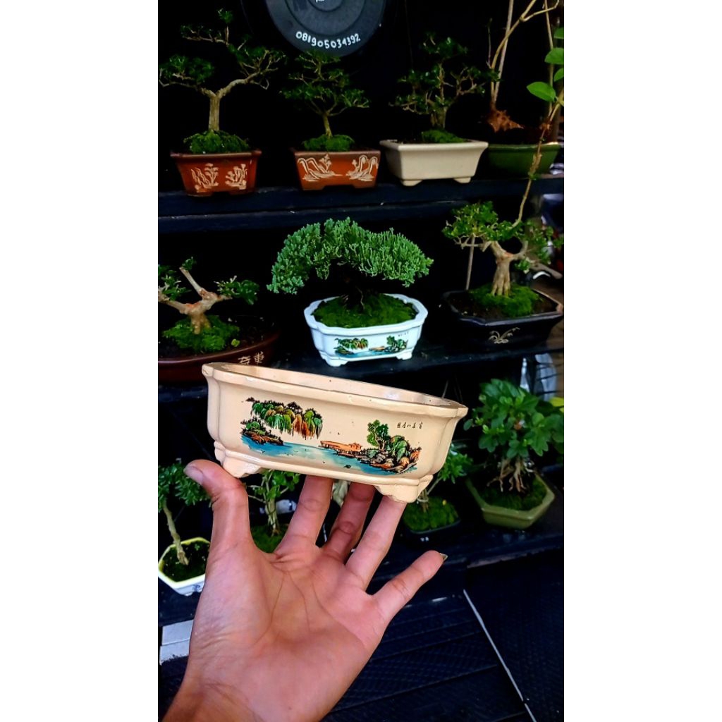 pot bonsai mame