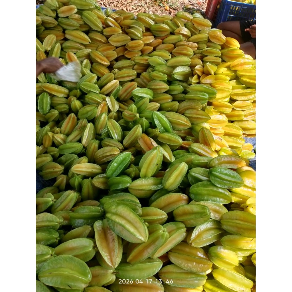 Belimbing madu blitar