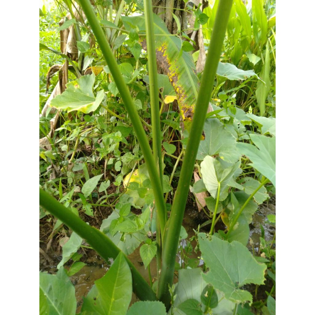 Daun talas