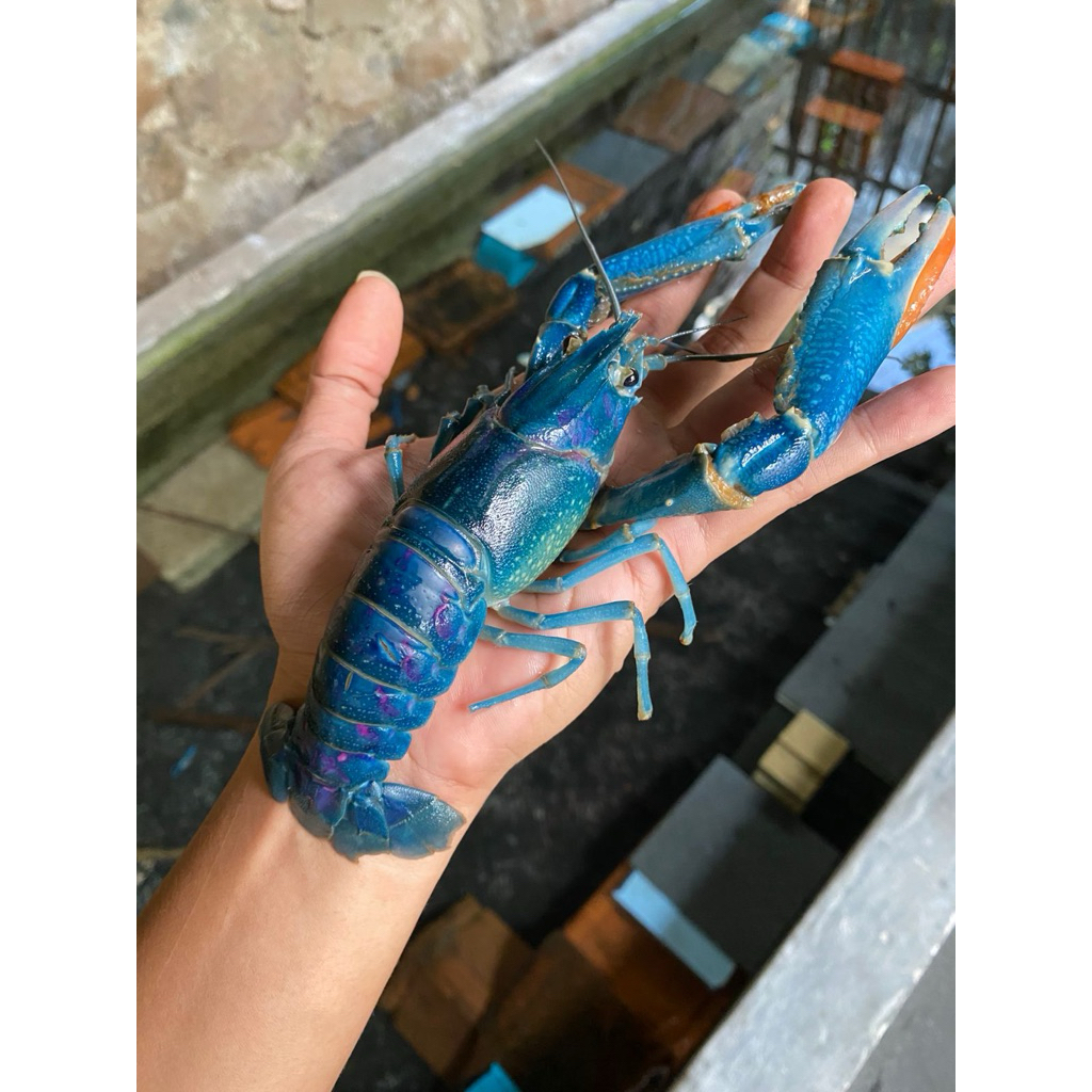 Lobster Air Tawar Konsumsi