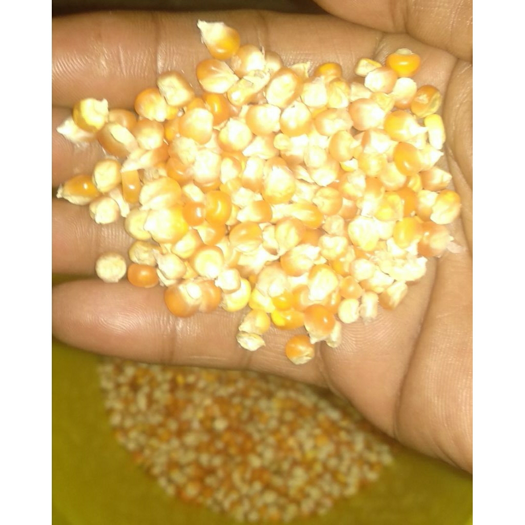 jagung pipil kering & bersih kecil merpati kemasan 1 kg
