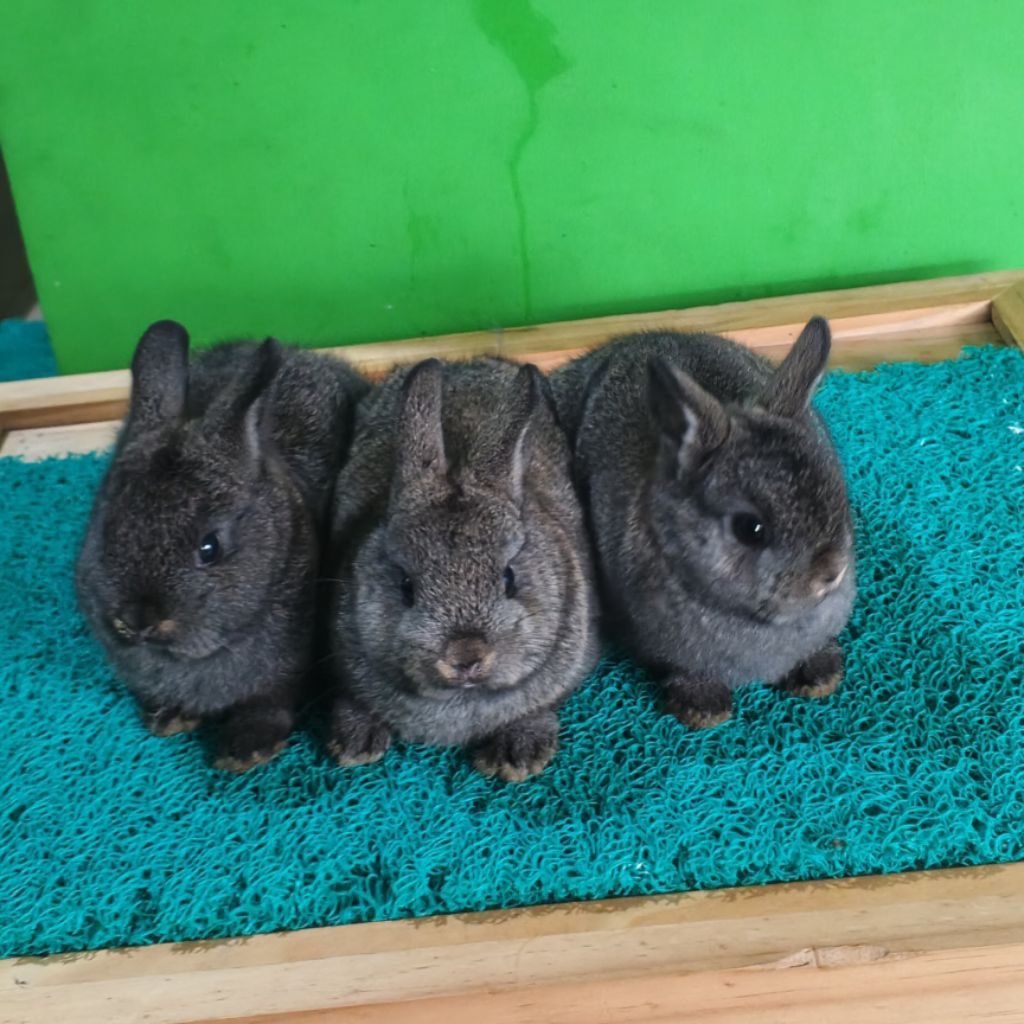 kelinci ND/Netherland kualitas pet