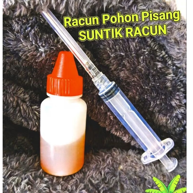 INJEKSI Racun Pohon Pisang Liar AMPUHH!! (SUNTIK)