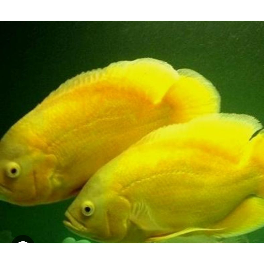 koleksi Oscar lemon 7-9cm bergaransi