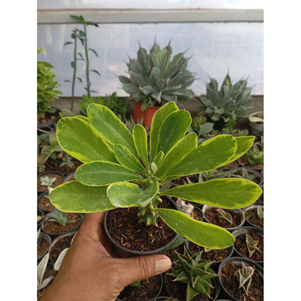euphorbia neriipolia varigata