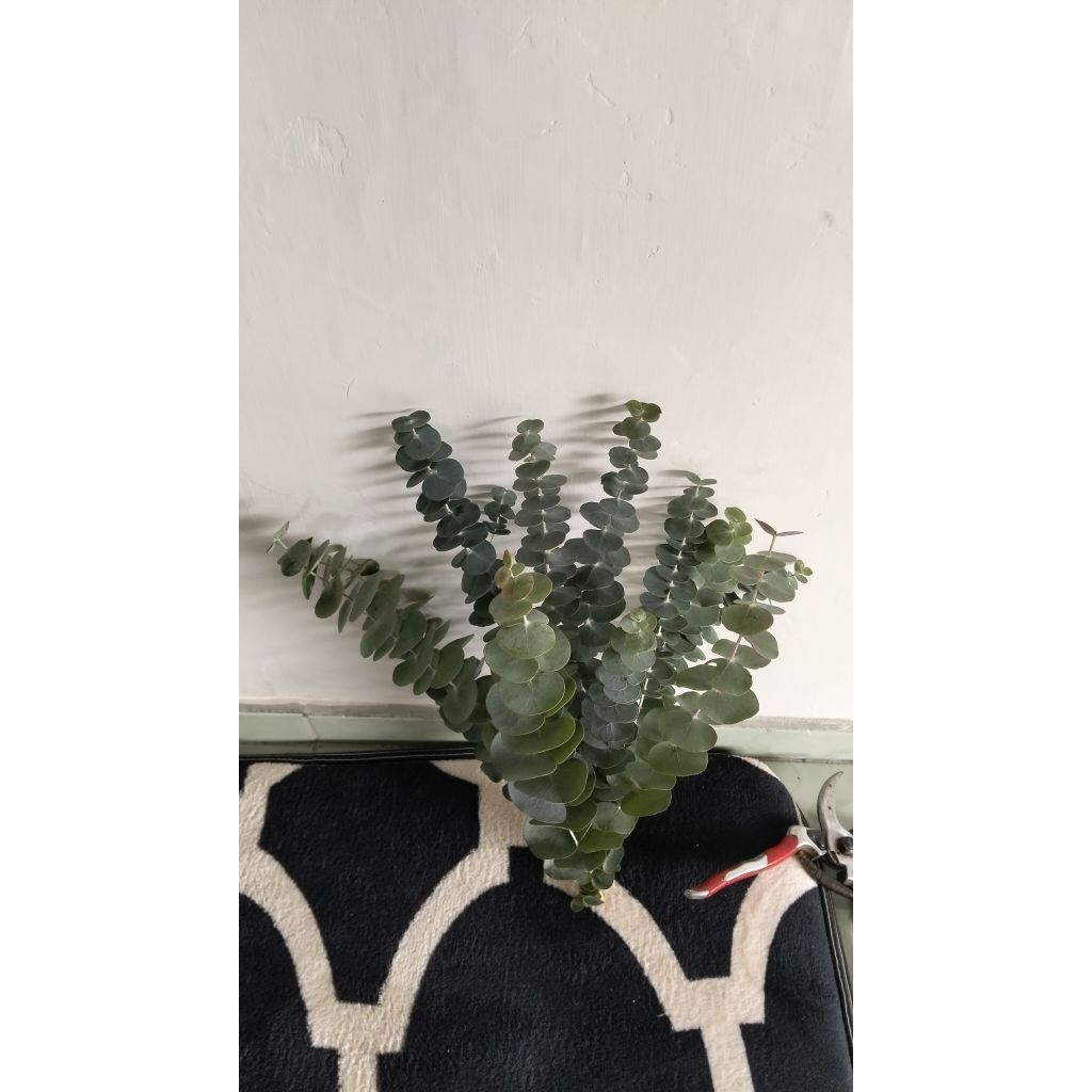 DAUN EUCALYPTUS CINEREA/SILVER DOLAR fresh cut. satu ikat isi 11 tangkai