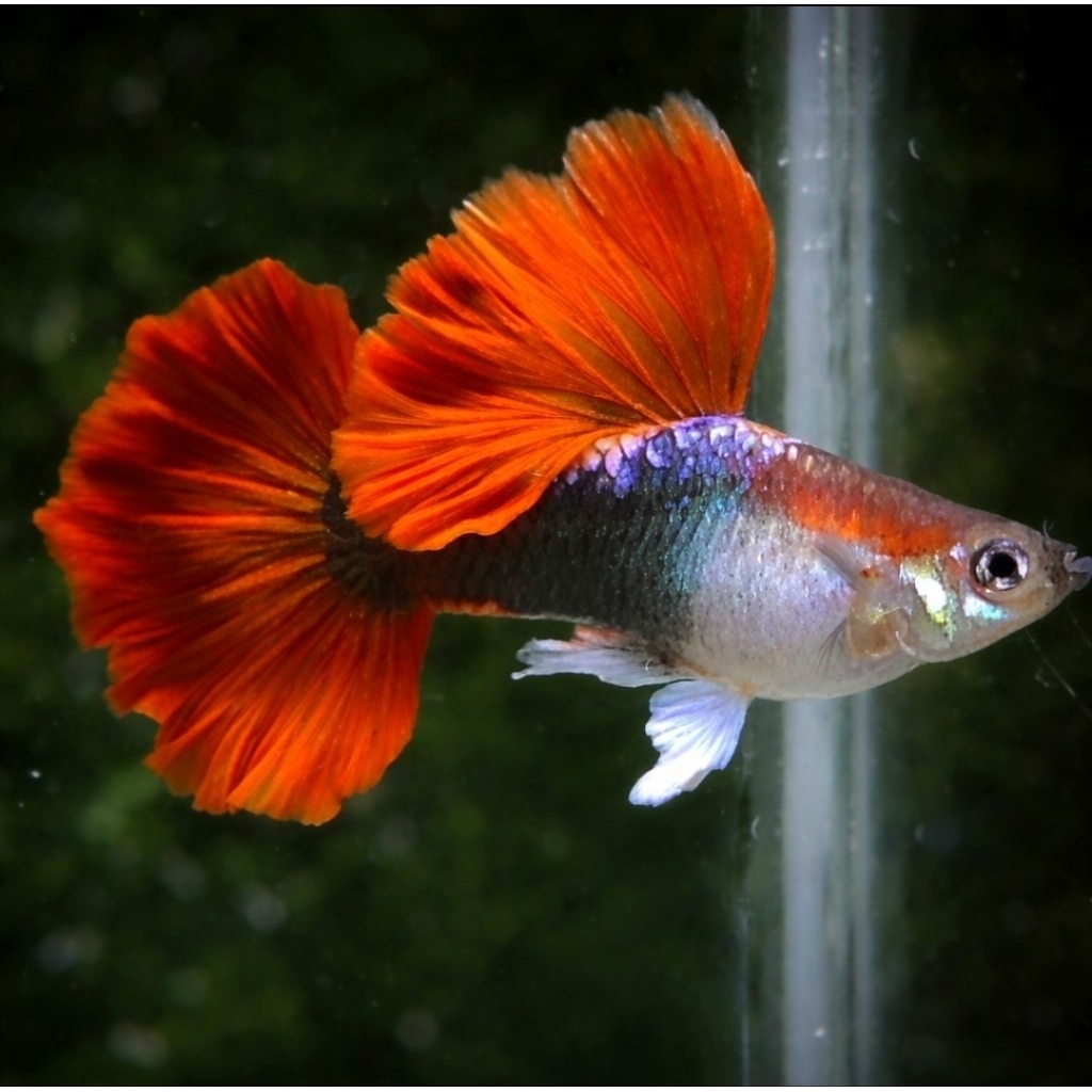 HIASAN AKUARIUM DAN KOLAM GUPPY HALF BLACK RED / HB RED ROSE TIL CAULIFLOWER