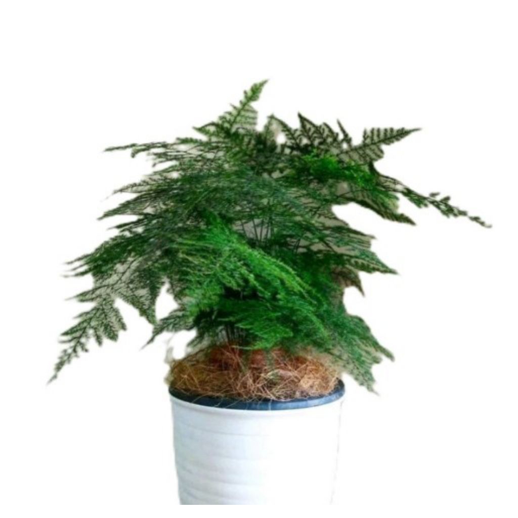 Tanaman pakis asparagus - tanaman hias - tanaman pakis asparagus daun hiasan