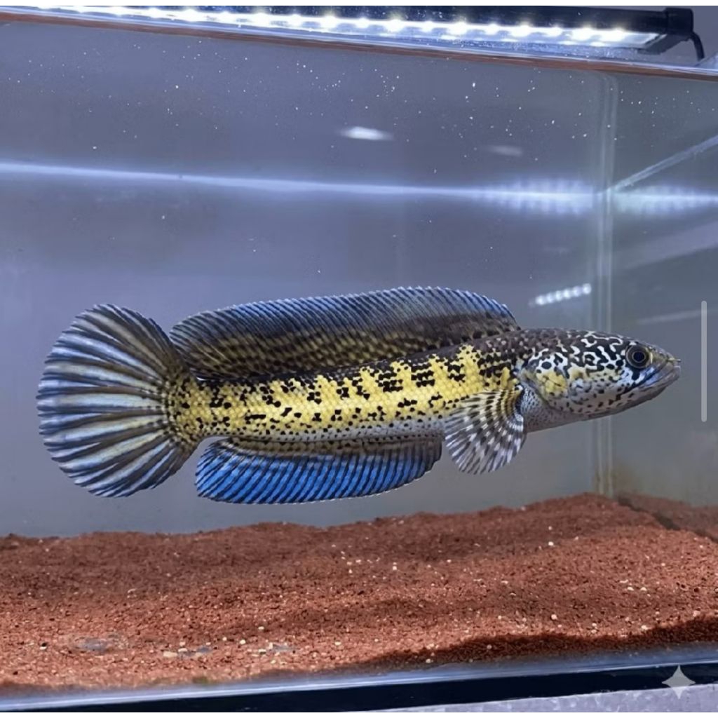 (COD) Channa Auranti Maculata Size 10-12 cm