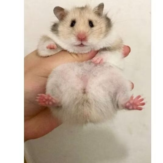 Hamster Syrian Short Hair