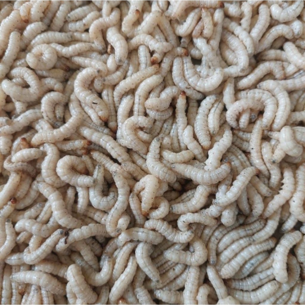 Ulat Bumbung/ Ulat Bambu isi 25 PCS