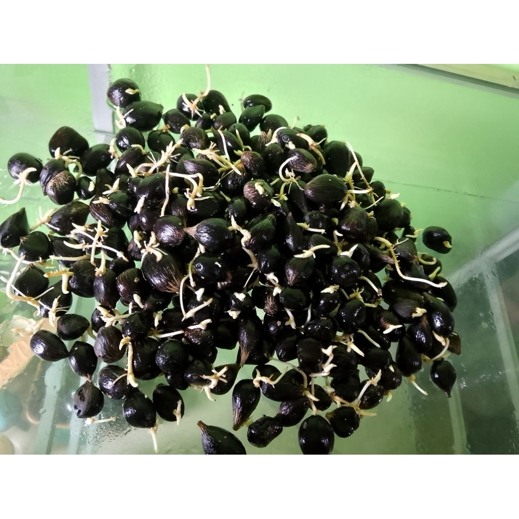 SAWIT TOPAZ IRG/HIJAU UNGGUL BERSERTIFIKAT