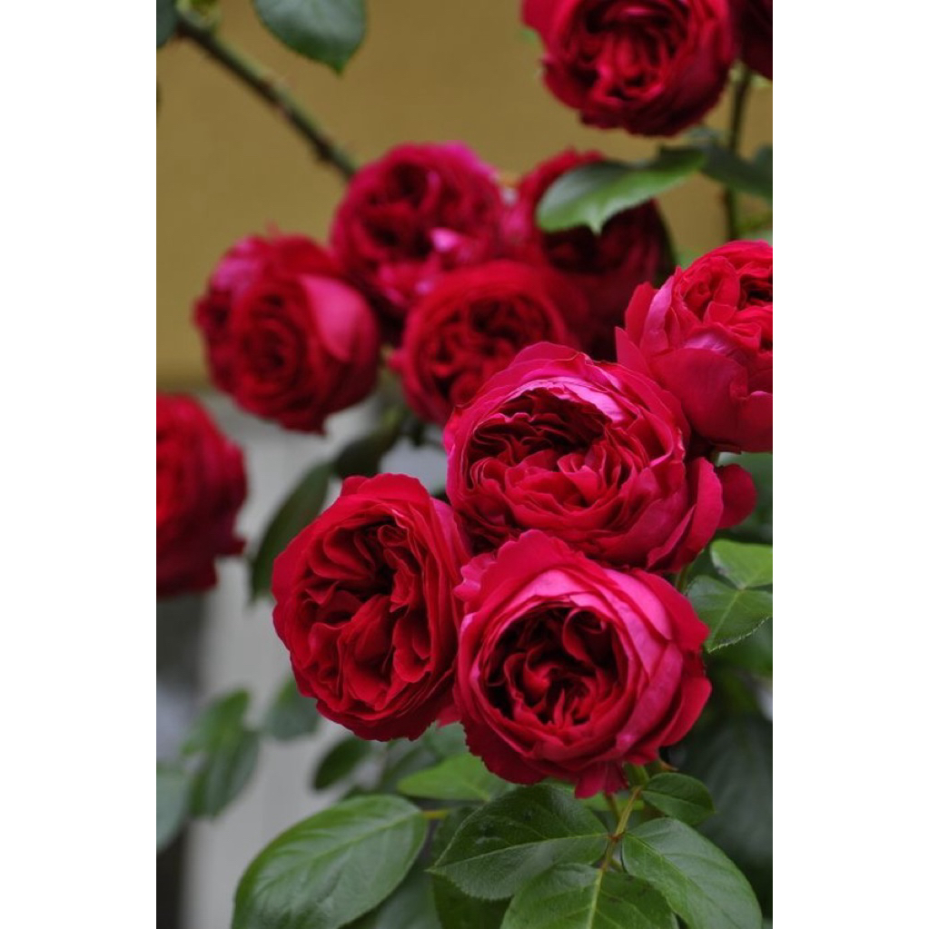Bunga Mawar hidup - MARRY LOU - Mawar merah - Mawar tegak - Mawar wangi - Mawar merah wangi - Mawar 