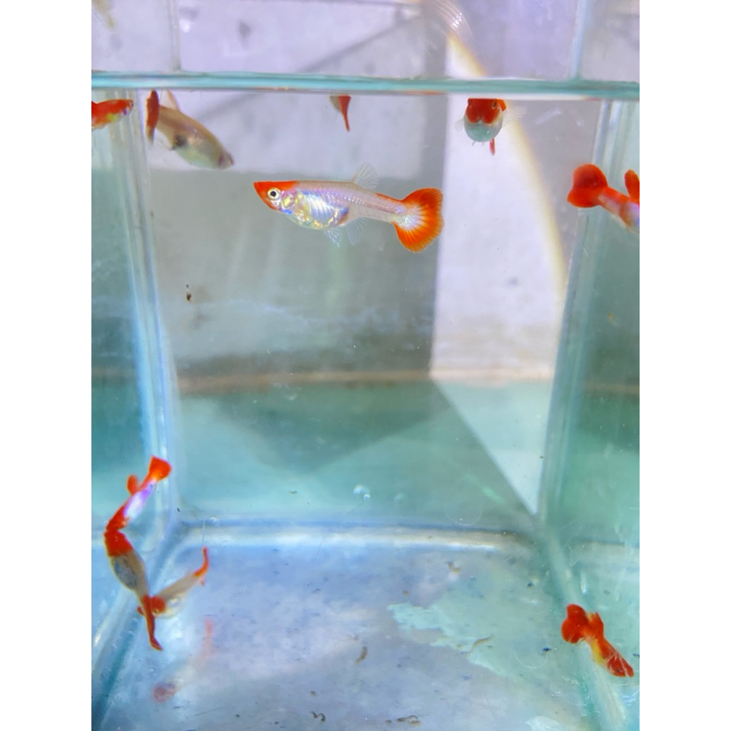 hiasan aquarium guppy albino koi / guppy albino koi normal