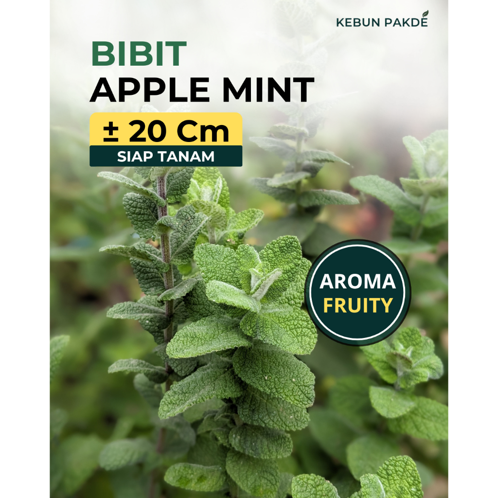 Bibit Apple Mint Tanaman Herbal Wangi Apel | Mudah Tumbuh Cocok Teh Mojito | Kebun Pakde
