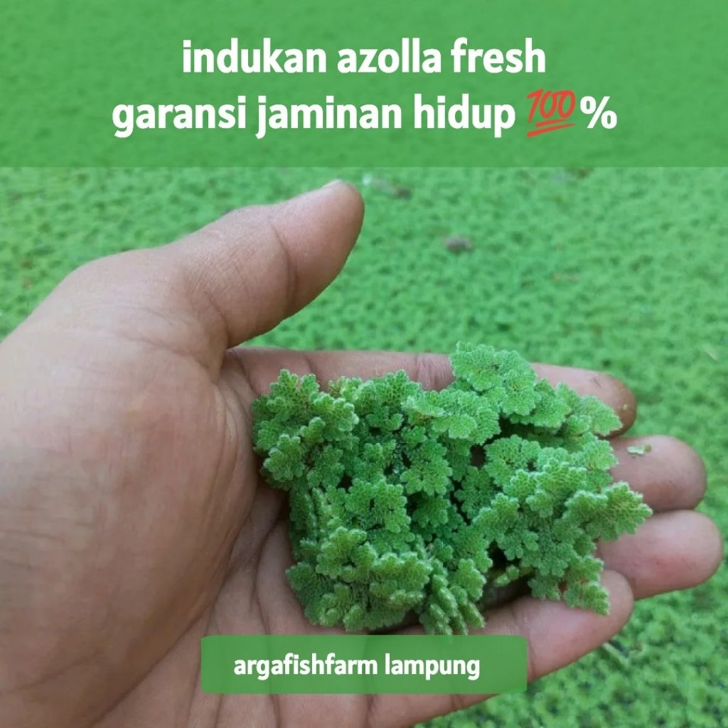 indukan azolla paket kemasan plastik 1 kg budidaya pakan alternatif protein tinggi untuk pakan lele 