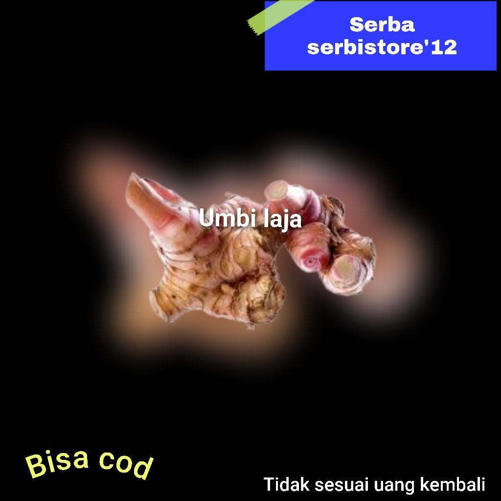 umbi lengkuas atau laja 1 kg