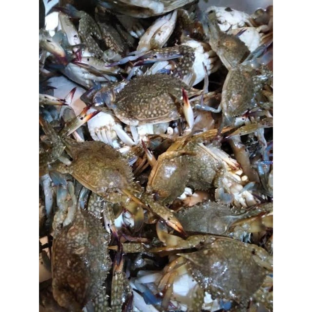 Kepiting bakau 1kg Segar