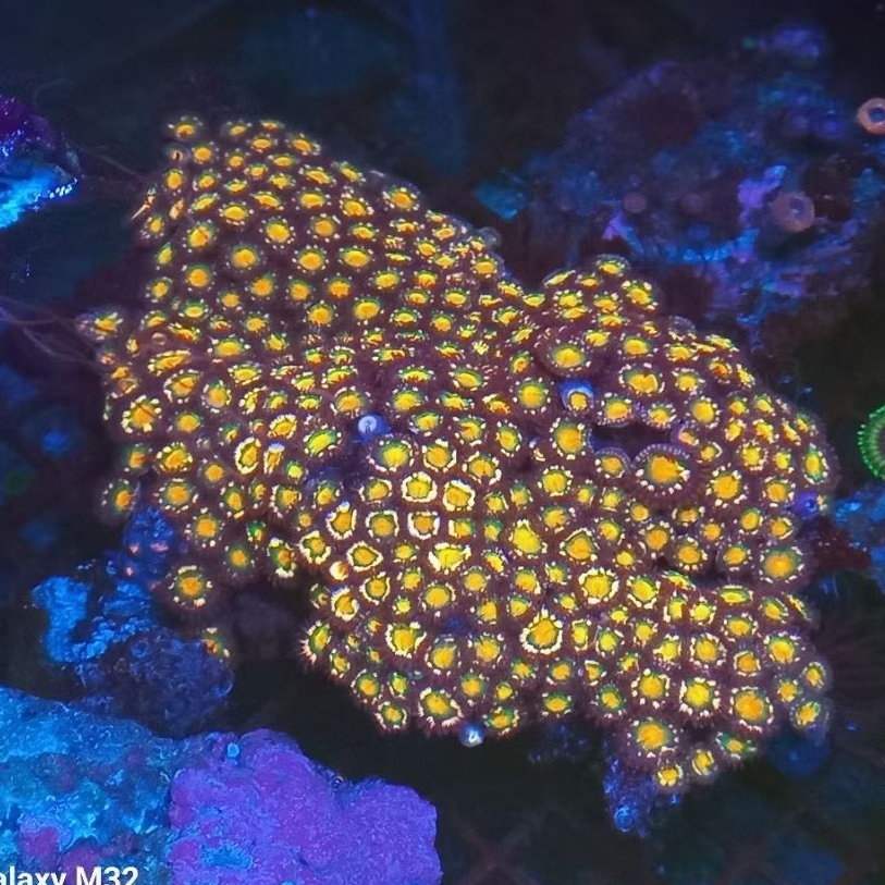 zoa koloni besar WYSIWYG 01
