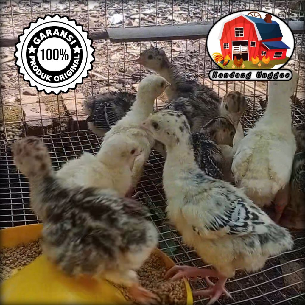 Ayam Kalkun Usia 3 Minggu • Ayam Kuluk • Ayam Pedaging • Ayam Turki • Kandang Unggas