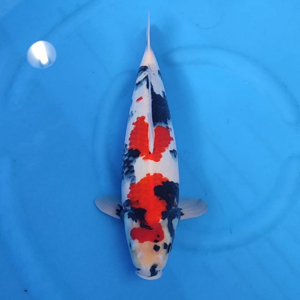 Bibit Koi Showa 12–14 cm Ikan Koi Showa Sanshoku Sehat Aktif Koi Hias Kolam