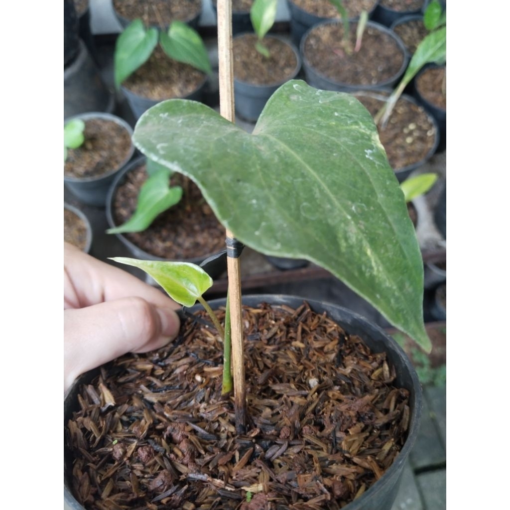 anthurium pteroductyl varigata trah mewah