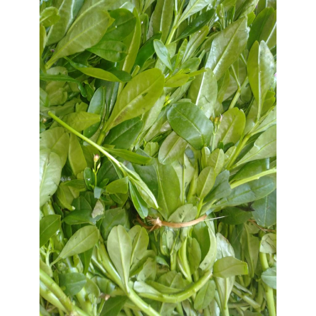 Sayur Daun SomJawa / Ginseng segar