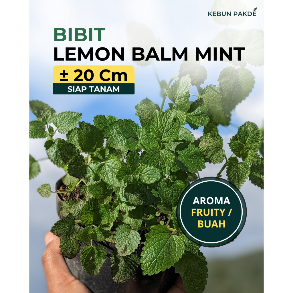 Lemon Balm Mint Bibit Tanaman Aroma Lemon | Cocok Teh Relaksasi Herbal Mudah Tumbuh | Kebun Pakde