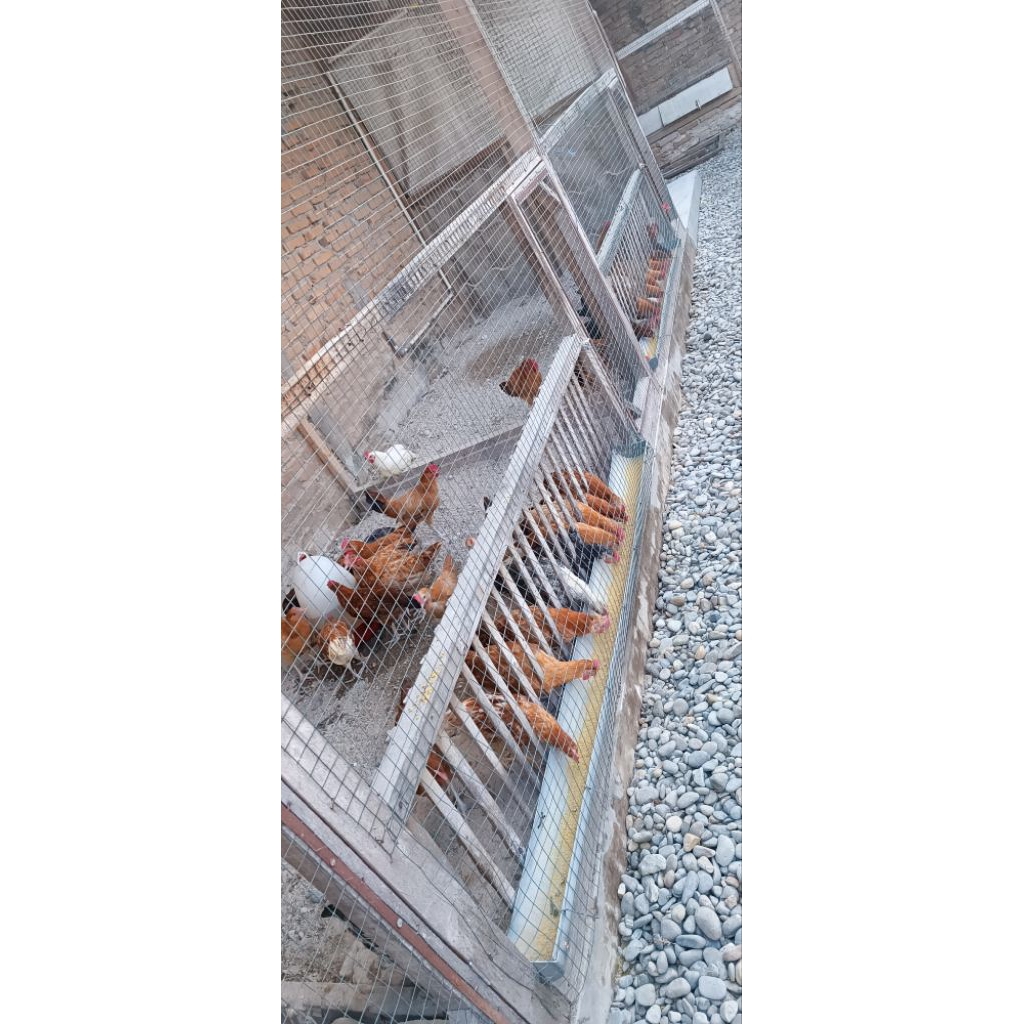 AYAM KAMPUNG PEDAGING