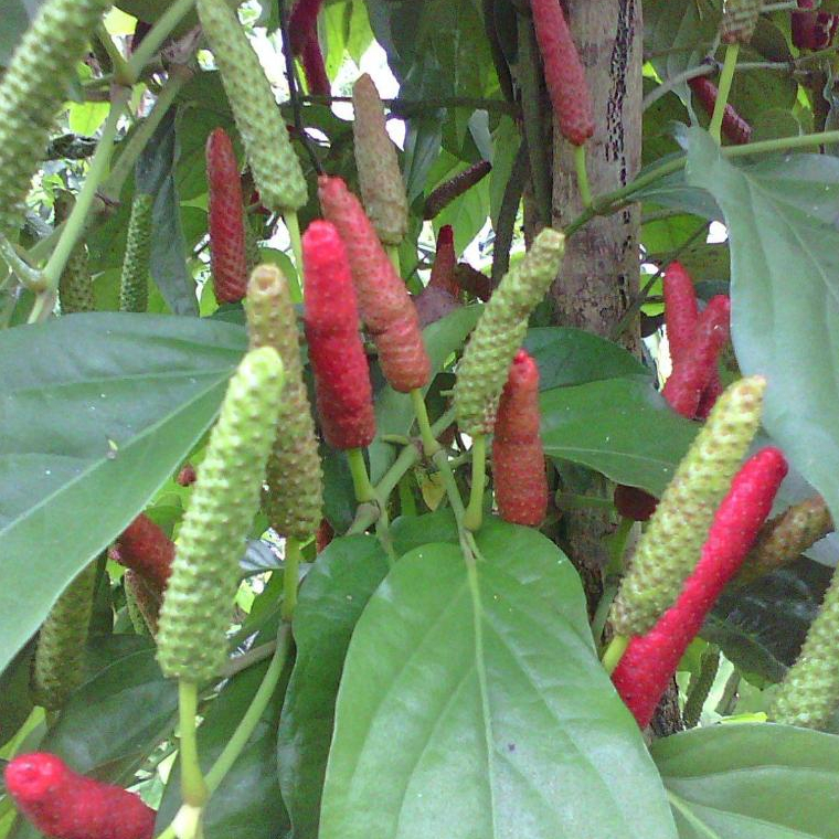 10 Biji - Benih Cabai Jawa Cabe Jamu Herbal