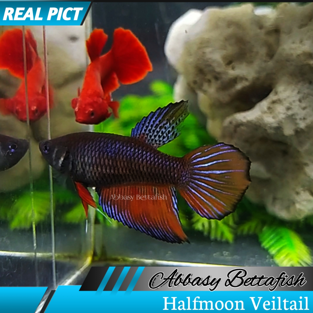Halfmoon Veiltail Betina FeMale Real Picture