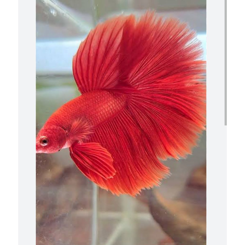 Hiasan Akuarium - Cupang Halfmoon Super Red