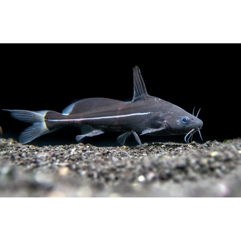 Ikan black lancer catfish 11-13cm