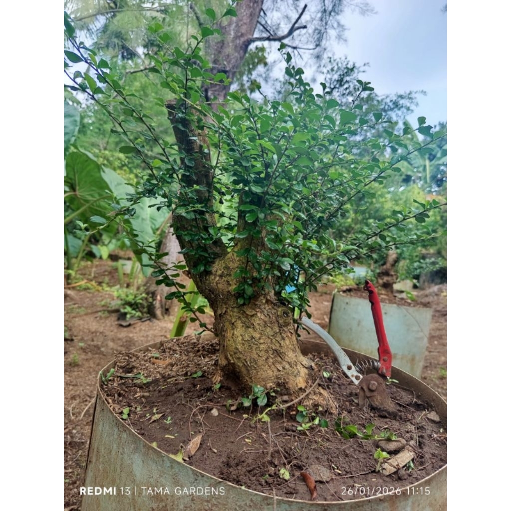 Hokiantea Bunga bahan bonsai size jumbo